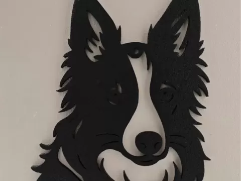 Border Collie
