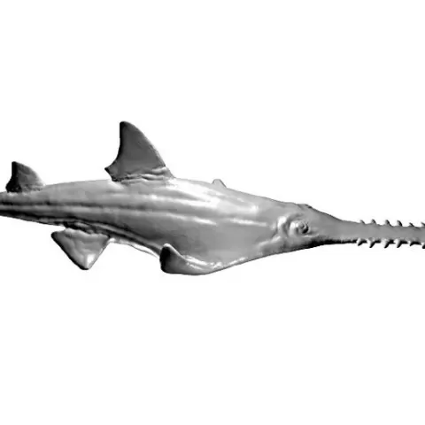 Prehistoric fish (Onchopristis)