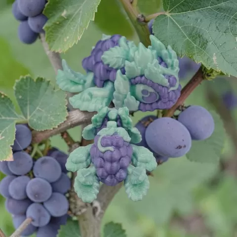 Grape Turtle