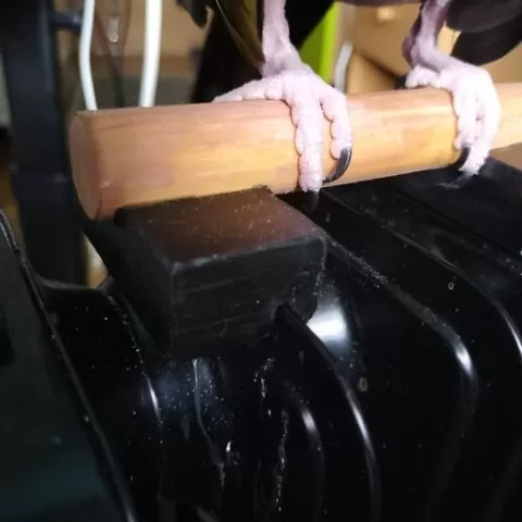PARROT STAND, TABLE, RADIATOR...SUPPORT