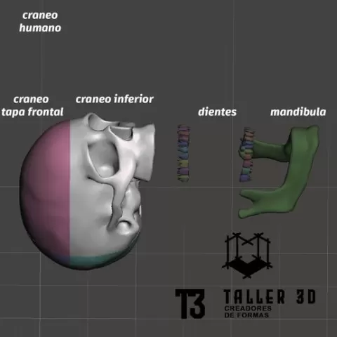 human skull bones