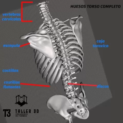 (human scapula) skeleton