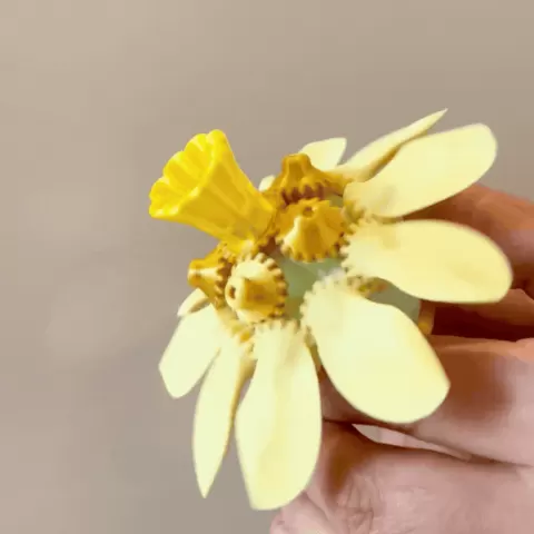 Daffodil Floramorph