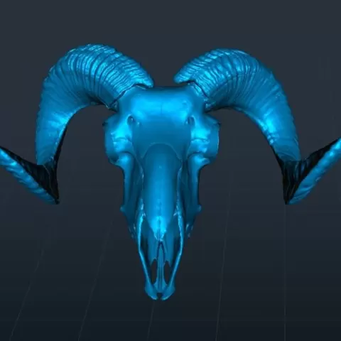 Ram Skull