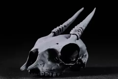 Dik-Dik Skull