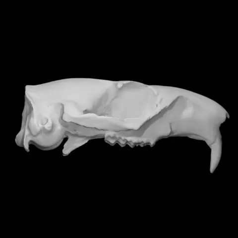 Woodchuck specimen 01 : adult male by University of Victoria Libraries