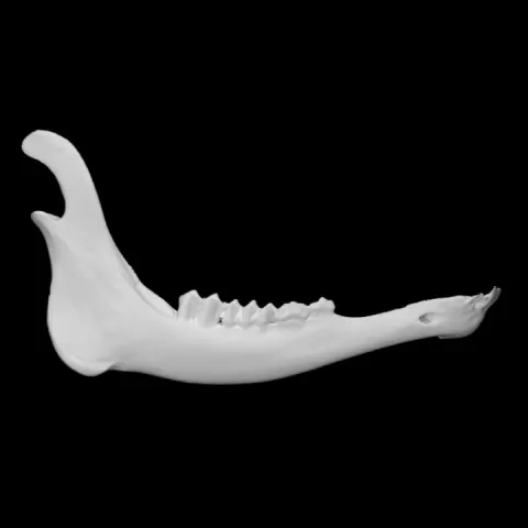 Roosevelt Elk specimen 02 : immature male by University of Victoria Libraries