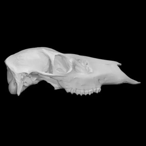 Roosevelt Elk specimen 01 : immature male by University of Victoria Libraries
