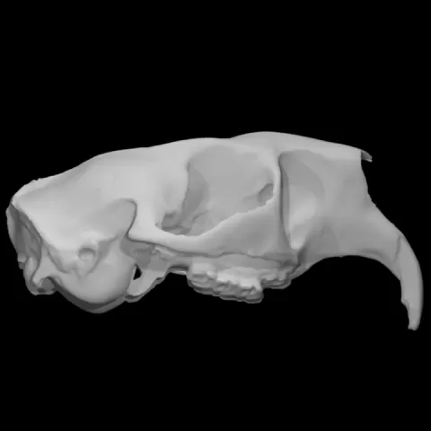 Porcupine specimen 01 : adult female by University of Victoria Libraries