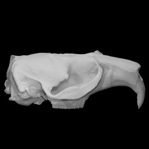 Muskrat specimen 01 : adult male by University of Victoria Libraries