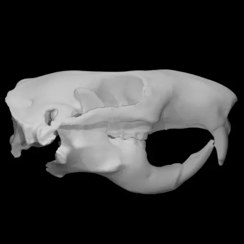 Mountain Beaver specimen : adult female by University of Victoria Libraries