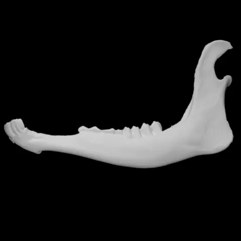 European Fallow Deer specimen 03 : adult female by University of Victoria Libraries