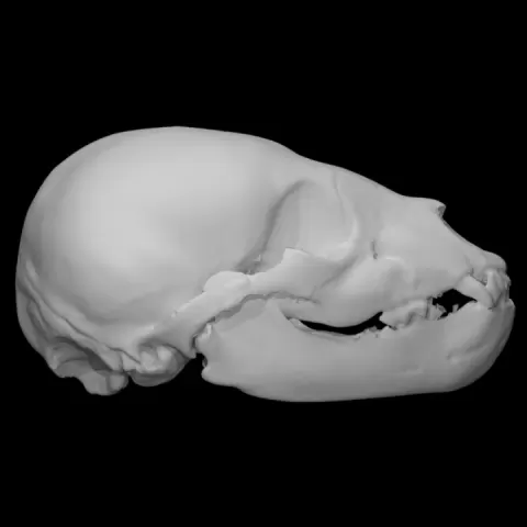 American Black Bear specimen : immature female by University of Victoria Libraries