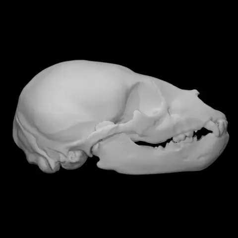 American Black Bear specimen : immature male by University of Victoria Libraries
