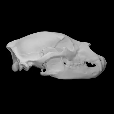 American Black Bear specimen 01 : adult female by University of Victoria Libraries