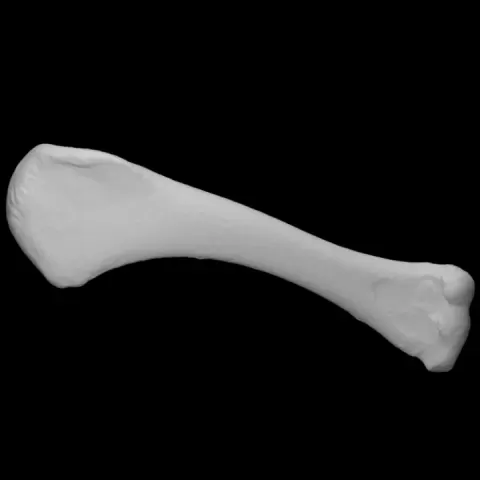 Turkey Humerus, Right by Virtual Curation Lab