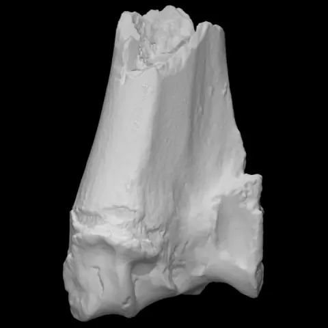 Butchered Cow Right Radius by Virtual Curation Lab
