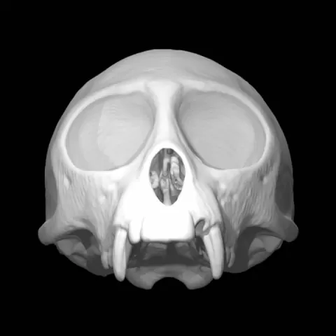 Cercopithecus Mona by morphosourcus