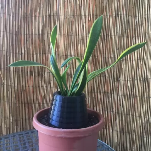 Plant Holder Base by John Fitzpatrick