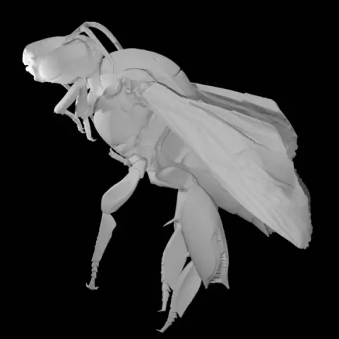 Eulaema Meriana Bee by Smithsonianus