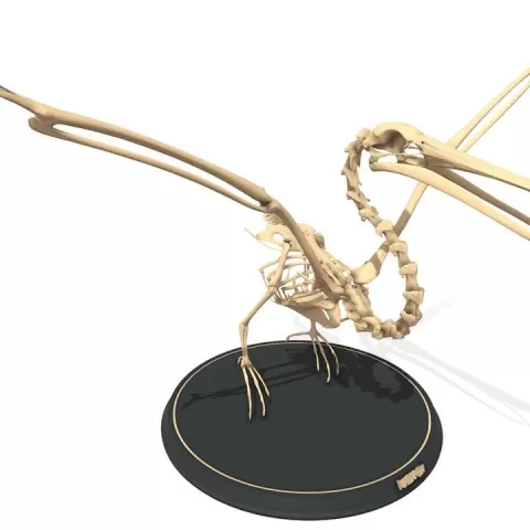 Pterosaur Skeleton Display 3D Model with Base by Segovia Veronica