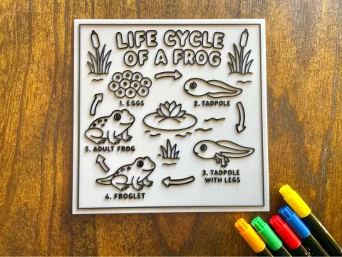 Life Cycle Coloring Page