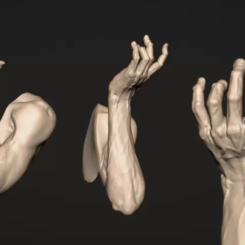 Arm Anatomy