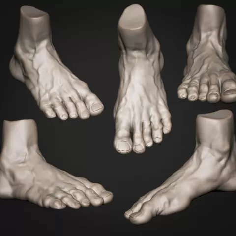 Foot Anatomy