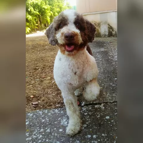 Dog wallart