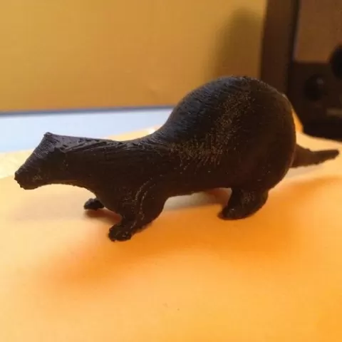Ferret Model