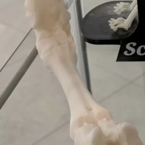 Cow Leg Bone