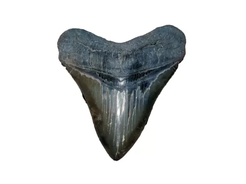 Megalodon Thooth | Fossil Replica