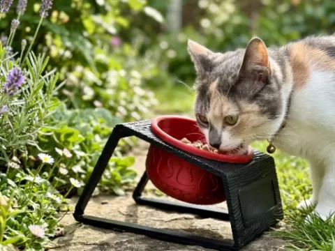 Rho Cat bowl
