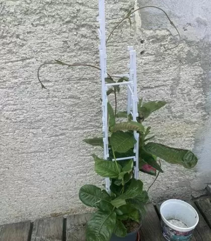 Climbing aid