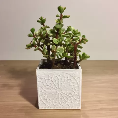 Rosette Planter by Andrew Reynolds