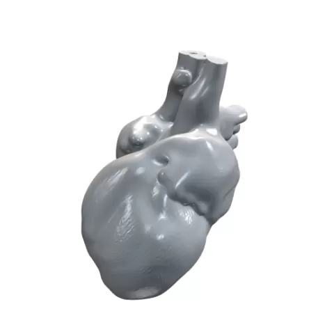 Simplified Anatomical Heart Smooth Surface STL 3D CNC Model