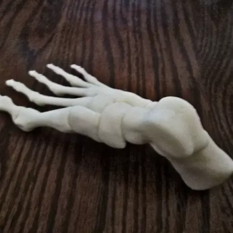 Foot, Right Human Fully assembled by Guy McCann