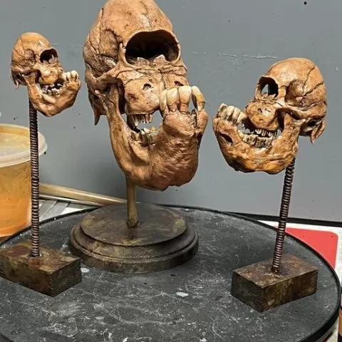 Calf Skull with Cyclopia