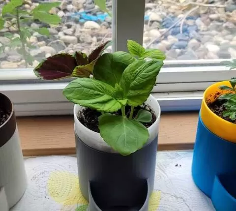 SELF WATERING PLANT POT