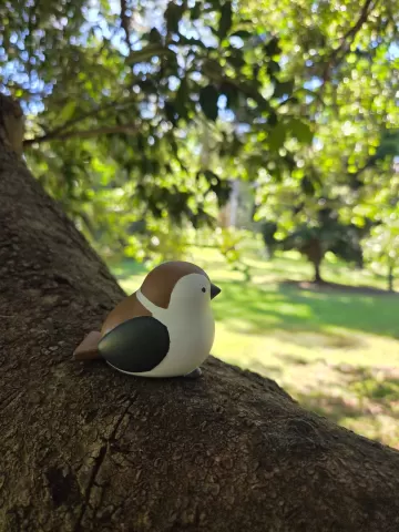 Bird