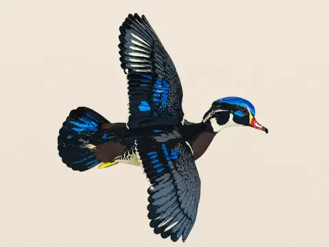 Wood Duck in Flight