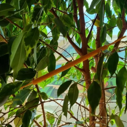 Heavy Branch Support
