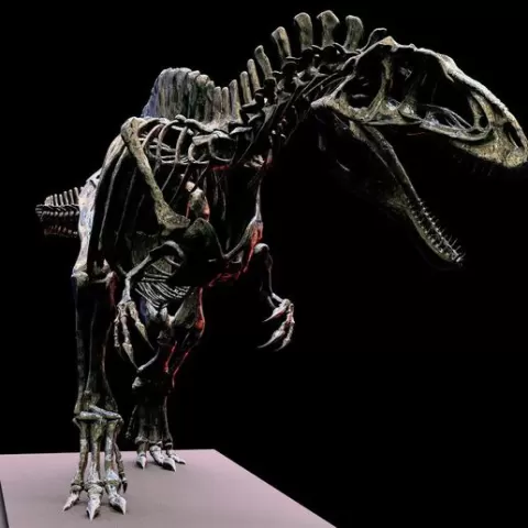 Acrocanthosaurus skeleton.