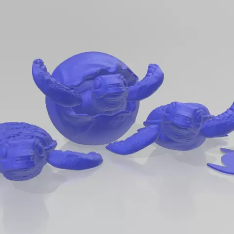 Baby Turtles