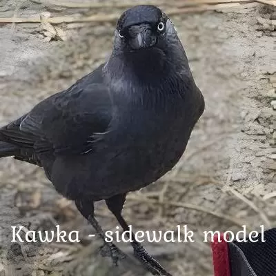 Kawka - Sidewalk Model - WorkShop3D