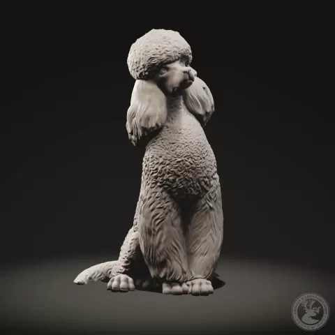 Standard poodle - YellowDay