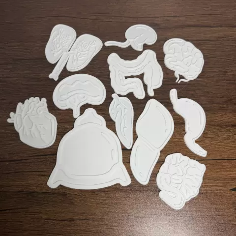 Print & Paint Human Organs Set
