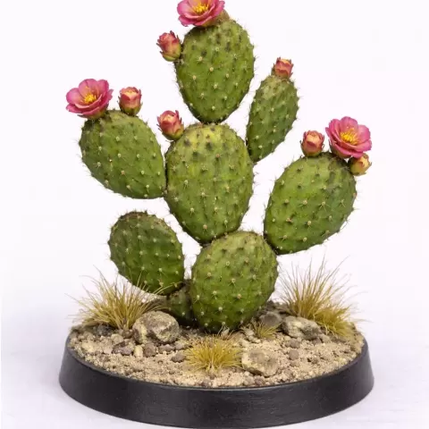 cactus opuntia - Pap88