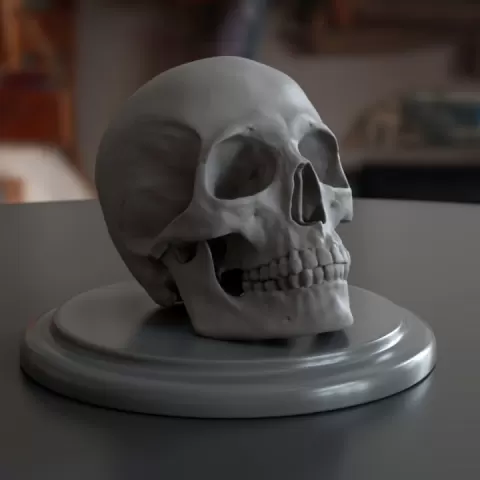 Human Skull by Neven Galunić