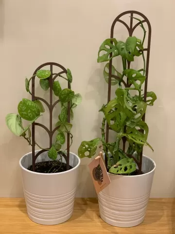 Modular plant support / plant trellis